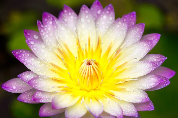 Rosa lotus — Stockfoto