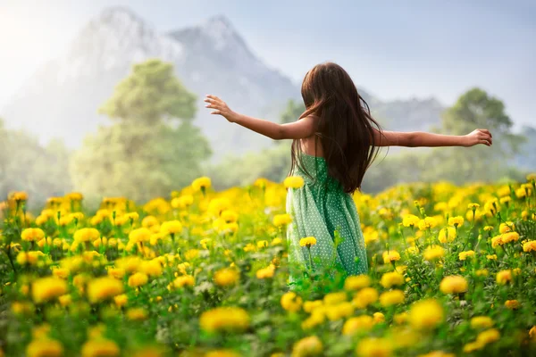 Campos de flores — Fotografia de Stock