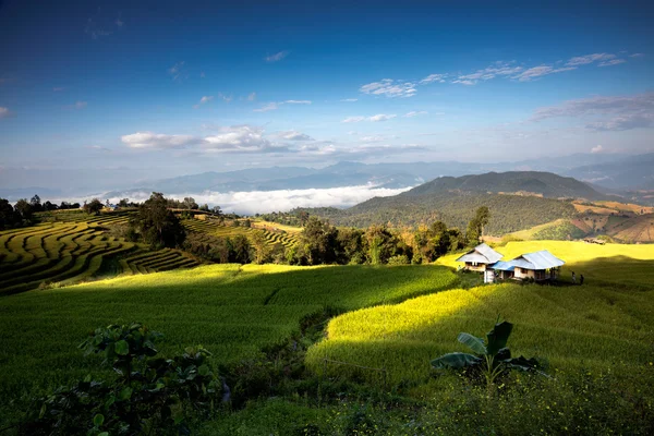 Terraços de arroz Pa Pong Piang — Fotografia de Stock