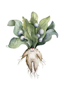 Mandragora bitkisi. Renkli hisse illüstrasyonu.