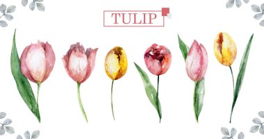 Çiçekli laleler. Suluboya. resimleme