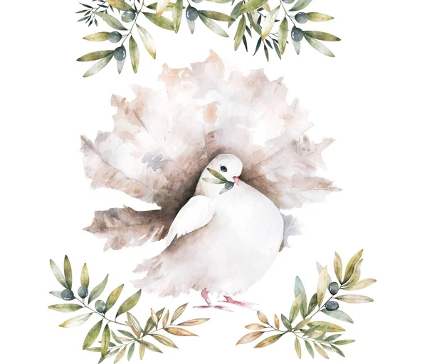 鸽子夹艺术水彩鸽鸟飞 橄榄叶图解类似于白色背景 高质量的照片 — 图库照片