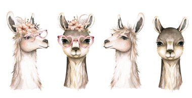 Lama kafası izole edildi. Suluboya stilinde guanaco suratı. Kafasında çiçekler ve yapraklar olan vahşi bir hayvan, gözlük. Reklamınız, posteriniz, baskınız, afişiniz ya da web tasarımınız için.