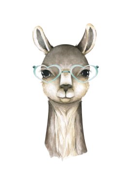 Çizgi film Lama düz çizimler. Şirin lama alpaka karakterleri gülümsüyor, yürüyor, zıplıyor, kaktüslü Peru çöllerinde uyuyor. Meksika komik lama hayvan koleksiyonu izole