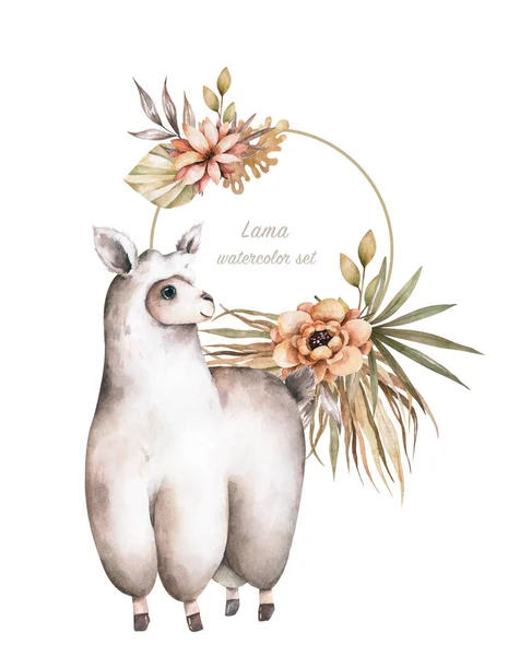 Ilustraciones Planas Dibujos Animados Lama Lindos Personajes Llamas Alpaca Sonriendo — Foto de Stock