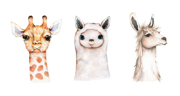 Mały lama, alpaka, żyrafa. Akwarela żyrafa żyrafa tropikalne zwierzę ilustracja. Jungle egzotyczny letni design — Zdjęcie stockowe