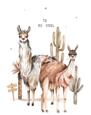 Peru 'daki kaktüslü çöl manzarasında gülümseyen, yürüyen sevimli Lama alpaka karakterleri. Meksikalı komik lama hayvan koleksiyonu beyaza izole edilmiş.