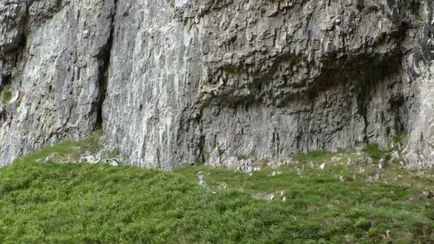 Trávy a vertikální cliff abstraktní pozadí — Stock video