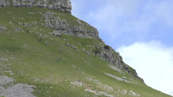 Group of four people climbing green mountain — Stock Video