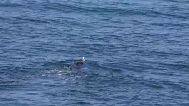 Hombre en traje de neopreno snorkeling de cerca — Vídeos de Stock