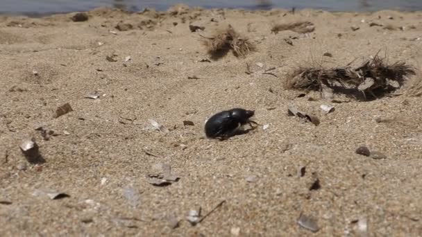 Beetle crawling on the beach — Stock Video