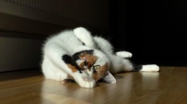 Ahşap zemin üzerinde Sun ray ile oynayan kedi