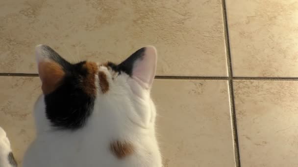 Funny calico cat turning head — Stock Video