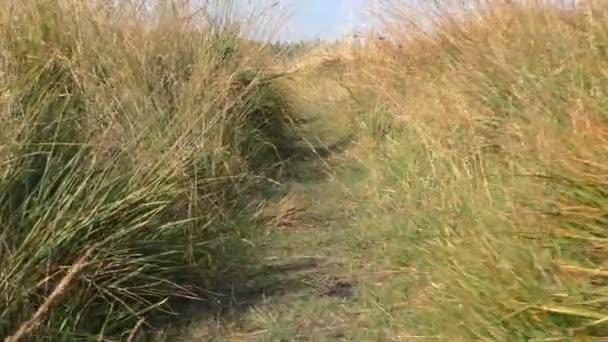 Wandelen door hoog gras — Stockvideo