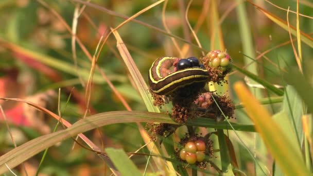 Raupe frisst reife Beeren in der Wildnis — Stockvideo