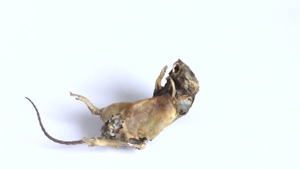 Zoom sur le corps de la souris en décomposition — Video