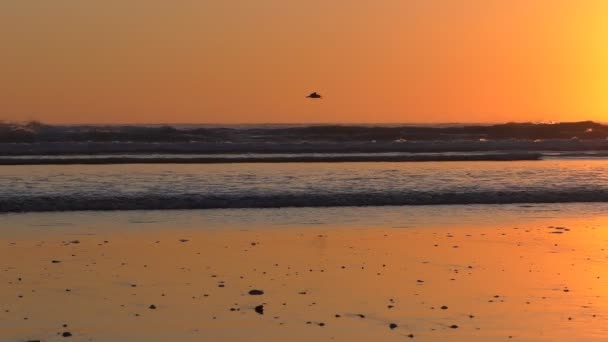 日没前にビーチの上の鳥 — ストック動画