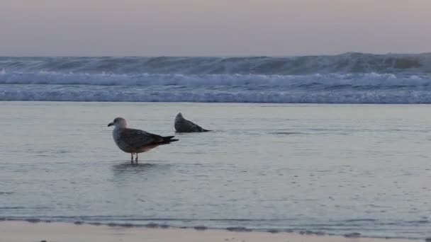 Twee meeuwen op het strand bij zonsondergang — Stockvideo