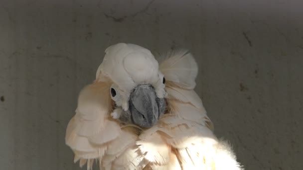 Moluccan cockatoo parrot — Stock Video