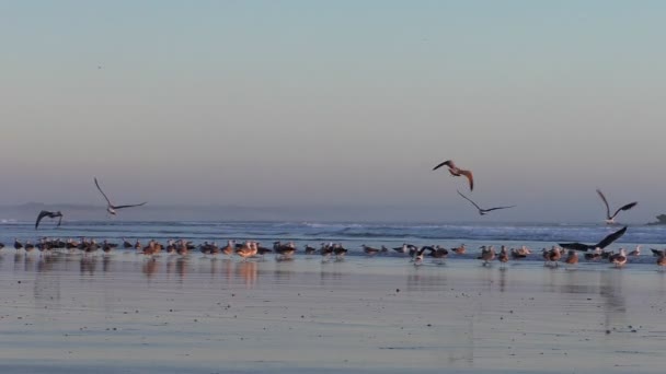 Möwen fliegen bei Sonnenuntergang vom Strand — Stockvideo