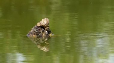 Kurbağalar suda çiftleşme