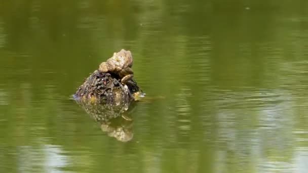 Frösche paaren sich im Wasser — Stockvideo