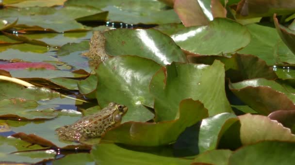 Couple of frogs, one croaking — Stock Video