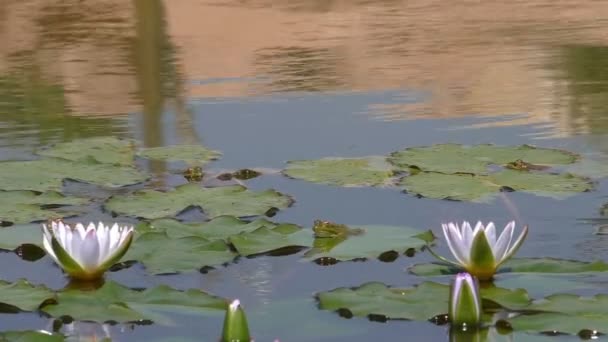 Lirios y ranas de agua blanca — Vídeos de Stock