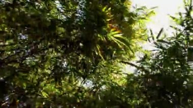 Bambu gölgelik ile yukarıdaki güneş parlıyor