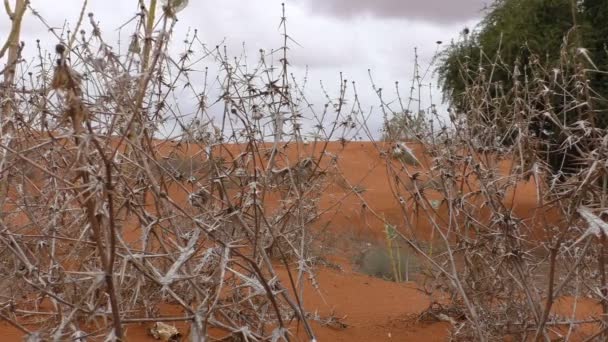 Herbe épineuse désertique sèche — Video