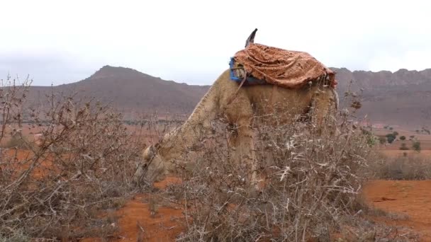 Velbloud, krmení na suché trávě trnité v poušti — Stock video