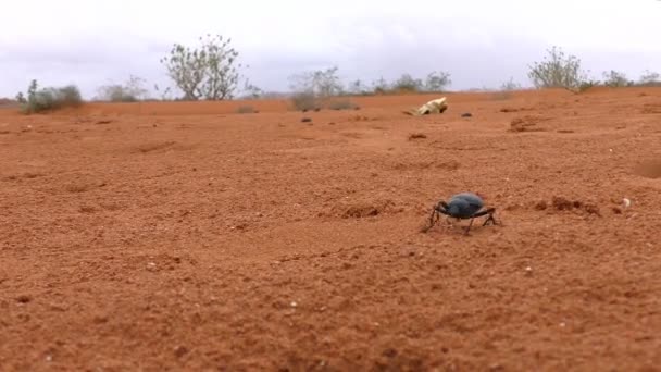 Schwarzer Käfer auf rotem Wüstensand — Stockvideo