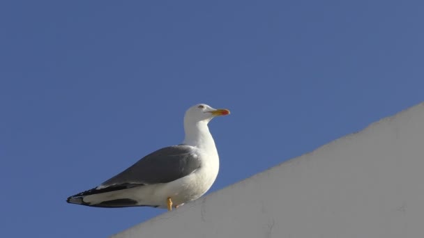 Gull terhadap langit biru — Stok Video