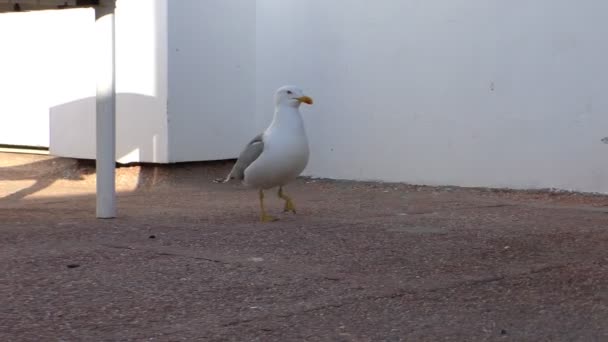 Möwe geht auf dem Boden — Stockvideo