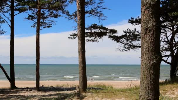 Rodinné procházky na pláži strom borovice — Stock video