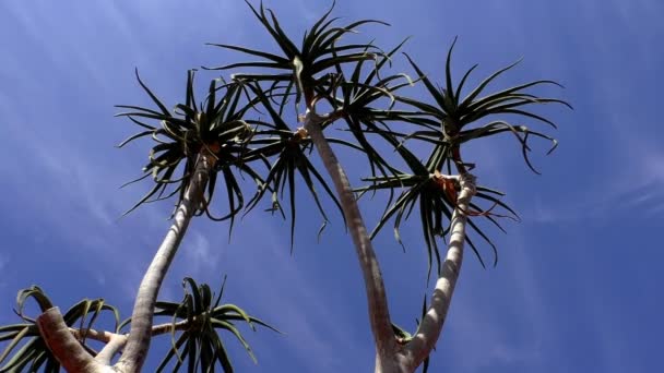 Aloe barberae contro il cielo blu — Video Stock