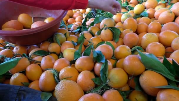 Mujer seleccionando naranjas de la pila — Vídeos de Stock