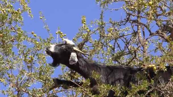 Коза питается аргановым деревом вблизи — стоковое видео