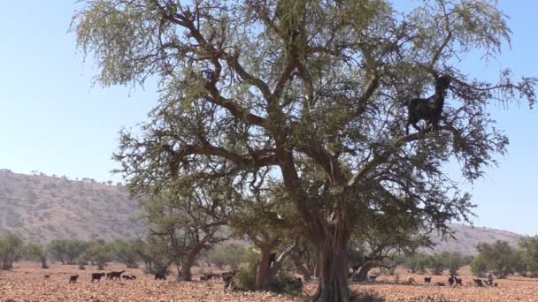 Cabras alimentando-se nas árvores na África — Vídeo de Stock