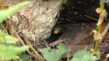 Eşek arısı yuvası underground yakın çekim