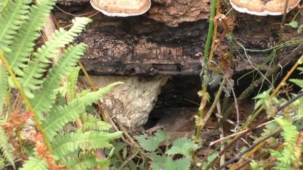 Wasp nest in the hole — Stock Video