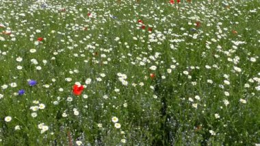 Papatya, haşhaş ve Peygamber çayır arka plan