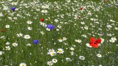 Renkli kır çiçeği çayır