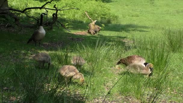 Wild goose familj äter gräs — Stockvideo
