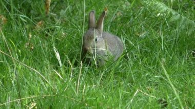 Vahşi bebeği tavşan çim