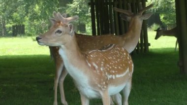 Benekli alageyik yakın çekim
