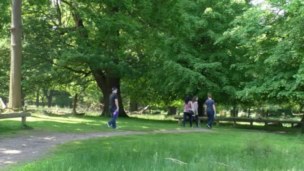 Mensen ontspannen in het oude park — Stockvideo