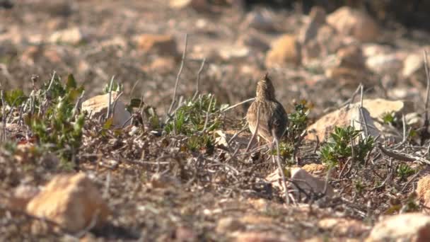 Thekla leeuwerik vogel op droge grond — Stockvideo