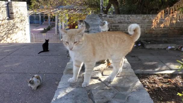 Gatos machos luchando — Vídeo de stock