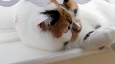 Sevimli kedi kenarında yalan